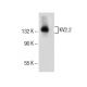KV2.2 Antibody (E-7) - Western Blotting - Image 154945 