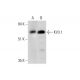 KV3.1 Antibody (E-2) - Western Blotting - Image 324730