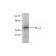 KV3.2 Antibody (H-11) - Western Blotting - Image 314099