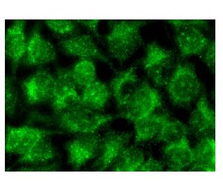 KV9.3 Antibody (D-11) - Immunofluorescence - Image 143140 