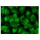 KV9.3 Antibody (D-11) - Immunofluorescence - Image 143140 