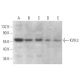 KV9.3 Antibody (D-6) - Western Blotting - Image 371587 