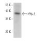 KVβ.2 Antibody (A-3) - Western Blotting - Image 379415
