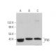KVβ Antibody (H-5) - Western Blotting - Image 377445 
