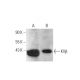 KVβ Antibody (H-5) - Western Blotting - Image 377446 