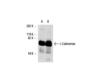 L-Caldesmon Antibody (F-10) - Western Blotting - Image 5484 