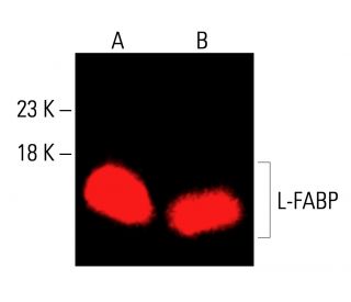 L-FABP Antibody (F-9) - Western Blotting - Image 416616