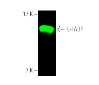 L-FABP Antibody (F-9) - Western Blotting - Image 389970