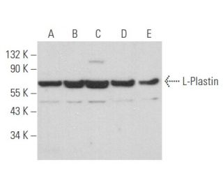 L-Plastin Antibody (C-4) - Western Blotting - Image 356747 