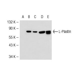 L-Plastin Antibody (C-4) - Western Blotting - Image 54410