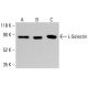 L-Selectin/CD62L/SELL Antibody (3H1611) - Western Blotting - Image 413301