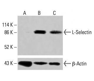 L-Selectin/CD62L/SELL Antibody (B-8) - Western Blotting - Image 415149