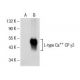 L-type Ca++ CP γ2 Antibody (D-7) - Western Blotting - Image 155017