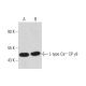 L-type Ca++ CP γ8 Antibody (A-8) - Western Blotting - Image 320457