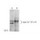 L-type Ca++ CP α1C Antibody (D-6) - Western Blotting - Image 304477