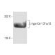 L-type Ca++ CP α1S Antibody (IIF71VH3) - Western Blotting - Image 9216
