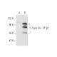 L-type Ca++ CP β1 Antibody (Y-2D68) - Western Blotting - Image 59307