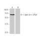 L-type Ca++ CP β1 Antibody (Y-2D68) - Western Blotting - Image 64988 