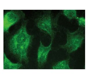 L-type Ca<sup>++</sup> CP &gamma;2 Antibody (B-5) - Immunofluorescence - Image 149329 