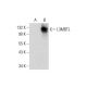 L3MBTL Antibody (D-10) - Western Blotting - Image 306563 