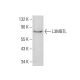 L3MBTL Antibody (D-10) - Western Blotting - Image 383904