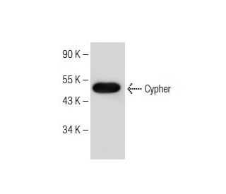 Cypher Antibody (E-8) - Western Blotting - Image 150175 
