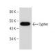 Cypher Antibody (E-8) - Western Blotting - Image 150175 