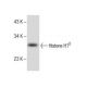 L8 Cell Lysate: sc-3807. Western blot analysis of Histone H1 sup 0...