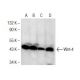 Wnt-4 Antibody (B-6) - Western Blotting - Image 155089