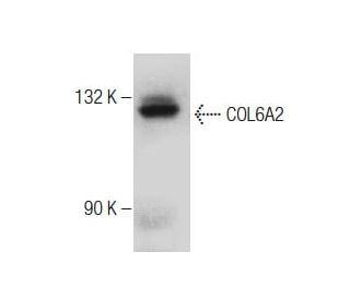 COL6A2 (H-300): sc-292186. Western blot analysis of COL6A2 expression in L929 whole cell lysate. 