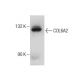 COL6A2 (H-300): sc-292186. Western blot analysis of COL6A2 expression in L929 whole cell lysate. 