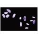 La/SSB Antibody (44) - Immunofluorescence - Image 133617