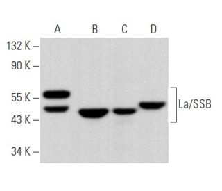 La/SSB Antibody (B-8) - Western Blotting - Image 357112 