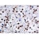 LACC1 Antibody (E-7) - Immunohistochemistry - Image 160224 