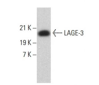 LAGE-3 Antibody (E-2) - Western Blotting - Image 379490 