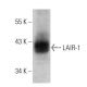 LAIR-1 Antibody (G-1) - Western Blotting - Image 359527