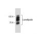 Lamellipodin Antibody (A-8) - Western Blotting - Image 285047 