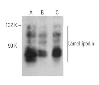 Lamellipodin Antibody (A-8) - Western Blotting - Image 359026 