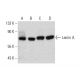 Lamin A Antibody (C-3) - Western Blotting - Image 385676 