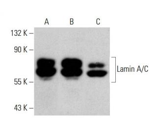 Lamin A/C Antibody (2A1) - Western Blotting - Image 386831