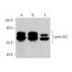 Lamin A/C Antibody (2A1) - Western Blotting - Image 386831