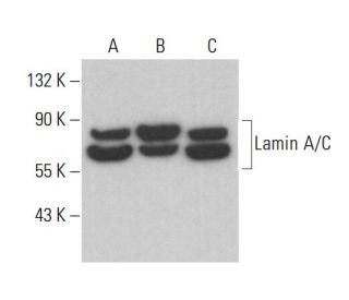 Lamin A/C Antibody (346) - Western Blotting - Image 379616 