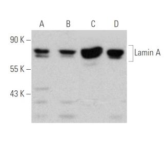 Lamin A Antibody (4A4) - Western Blotting - Image 386834