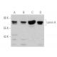 Lamin A Antibody (4A4) - Western Blotting - Image 386834