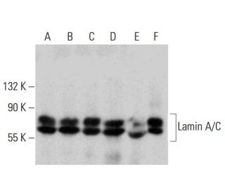Lamin A/C Antibody (4C11) - Western Blotting - Image 386835 