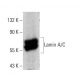 Lamin A/C Antibody (4C11) - Western Blotting - Image 386836