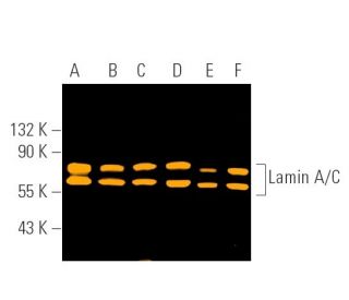 Lamin A/C Antibody (E-1) - Western Blotting - Image 390725 