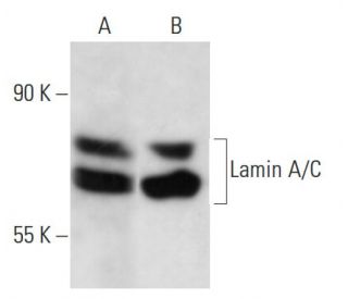 Lamin A/C Antibody (JoL3) - Western Blotting - Image 14361
