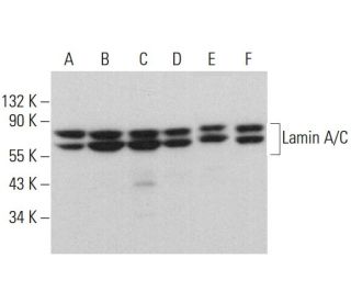Lamin A/C Antibody (A-5) - Western Blotting - Image 377377