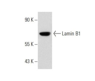 Lamin B1 Antibody (119D5-F1) - Western Blotting - Image 59676